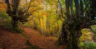 senderos bosques hayas asturias