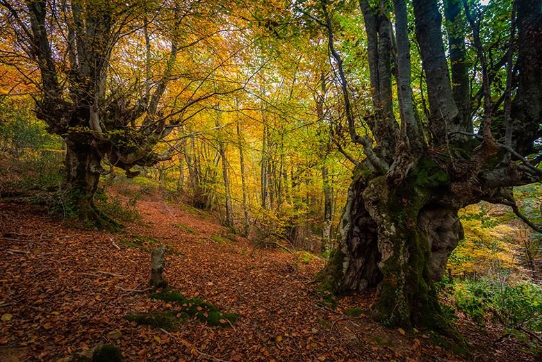 senderos bosques hayas asturias